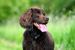 What are the most popular medium-sized dog breeds in the UK as of 2019?