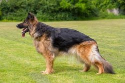 The German Shepherd and Hip Dysplasia