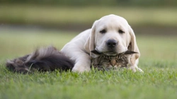 3 Ways You Can Reduce the Chances of Your Pet Developing Cancer