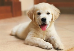 5 Puppy Risks and 5 Steps for Responsible Puppy Buying UK 2025