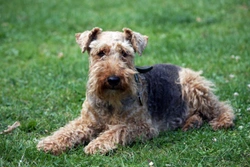 Paroxysmal Dyskinesia in Welsh Terriers