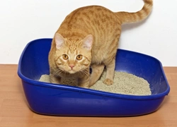 Why won’t my cat use their litter tray?