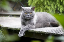 Dealing With Felv (feline Leukaemia Virus) In Cats