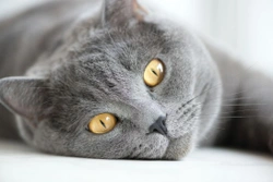 Conjunctivitis in Cats - Feline Conjunctivitis