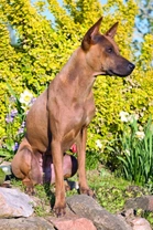 Thajský ridgeback