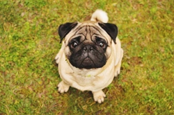 May-Hegglin anomaly (MHA) DNA testing for the pug dog breed