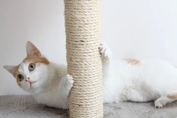 Is a cat climbing frame a gimmick or an essential?