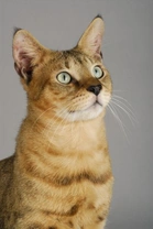 More Information on the Chausie Cat Breed