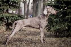 Weimaraner hereditary health and longevity