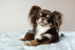 Common Dog Health Conditions in the UK: Symptoms & Vaccinations