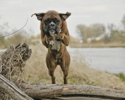 Boxer cane: temperamento e carattere