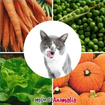 Verduras que tu gato puede comer