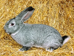 Střední plemena králíků v našich chovech III. Činčila velká