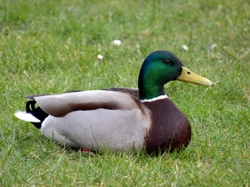 How to Care for Bantam Ducks During the Winter Months