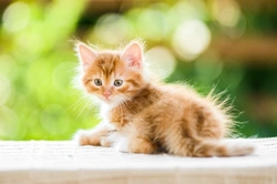 Why might a cat need antibiotics, and what are they used for?