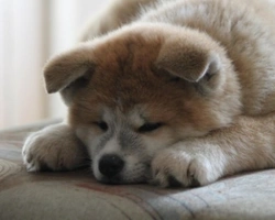 Akita inu giapponese o americano, facciamo chiarezza su questa razza