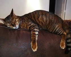 Toyger: mantello, carattere e prezzo del gatto tigre