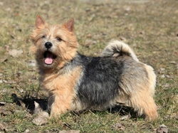 Canine epileptoid cramping syndrome in the Norwich terrier dog breed