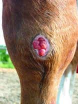 Koňský domácí lékař 4: Živé maso
