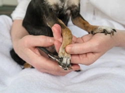 Treating a split or broken nail in the dog