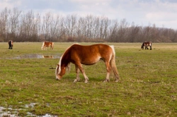 Winter Pasture Management