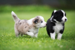 How clever are Border collies? Is your Border collie a really intelligent dog?