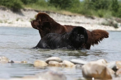 Dogs made for swimming