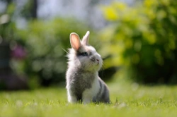 How to Convert a Garden Shed for Rabbits