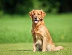 Dog Breeds Prone to Diabetes