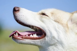 Preventing secondary issues that can be caused by dental disease in the dog