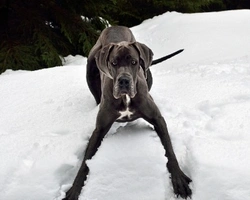 Razze di cani meno longeve: le razze che vivono di meno