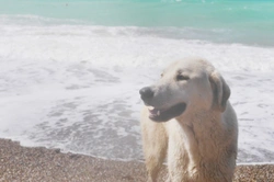 Saltwater poisoning in dogs: A summer beach hazard