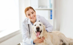 What happens during a dog echocardiogram?