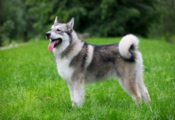 What are the oldest dog breeds still in existence today?
