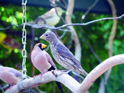 Zkušenosti s chovem hýlů mexických (Carpodacus mexicanus)