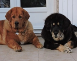 Tibetan Mastiff, Bull Mastiff, Mastiff inglese e Tibetano. Differenze