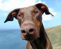 Che carattere ha il Dobermann? Come addestrarlo fin da piccolo?