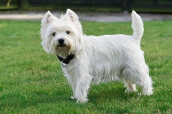 West Highland Terrier Skin Problems and General Health