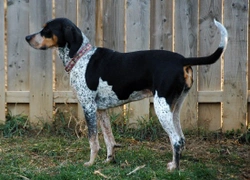 More information on the Bluetick Coonhound