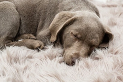 What should you do if your dog has a nightmare?