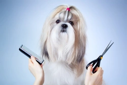 Can you overgroom a Shih Tzu?