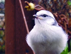 Odchov sýkor azurových (Parus cyanus)