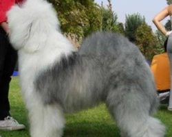 Bobtail o Old English Sheepdog: toelettatura e caratteristiche