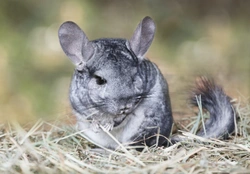 Do chinchillas make good pets?