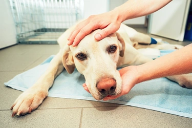 Kanker bij honden: hoe het te herkennen en te behandelen