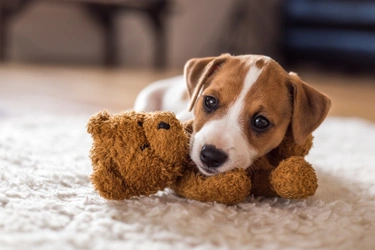 Lista esencial para llevar un cachorro a casa
