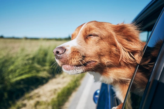 Pes v autě: myslete na pohodlí i bezpečnost