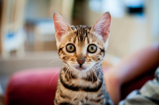 Ten Tips When Buying a Pedigree Kitten