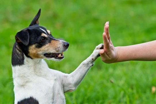 Can dogs learn commands in different languages?