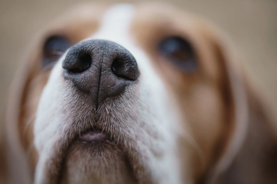 What causes the skin on a dog’s nose to crack, and how can you treat this?